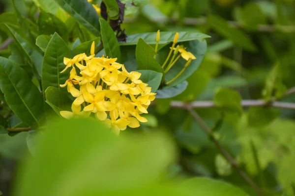 Żółty Kwiat Igły Kwitnące Miękkie Ogrodzie Tajlandia — Zdjęcie stockowe