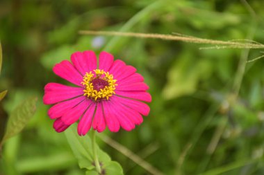  Tayland bahçesinde açan pembe zinnia çiçekleri ve yumuşak bulanıklık.