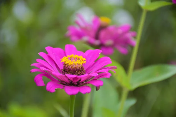 Pink Zinnia Flowers Blooming Garden Thailand Soft Blur — стоковое фото