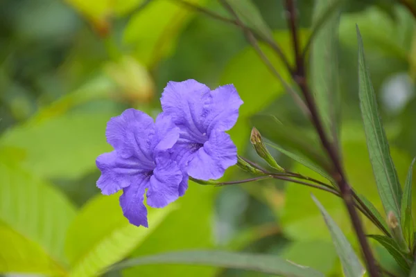 Die Lila Blüten Blühen Thailändischen Garten — Stockfoto