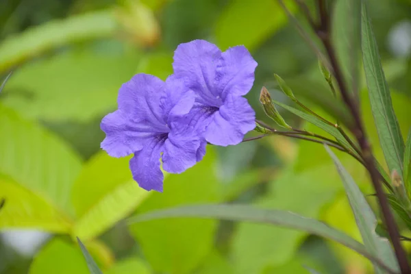 Purple Flowers Blooming Thai Garden — Fotografia de Stock