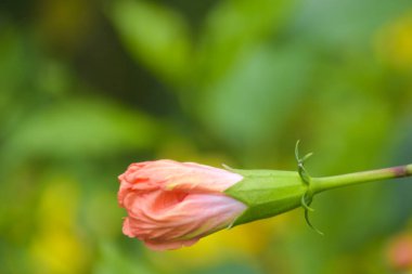 Turuncu amber çiçekleri çiçek açmaya başlıyor, güzel, güzel, bulanık arka plan