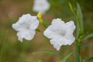 Tayland bahçesinde çiçek açan beyaz çiçekler.