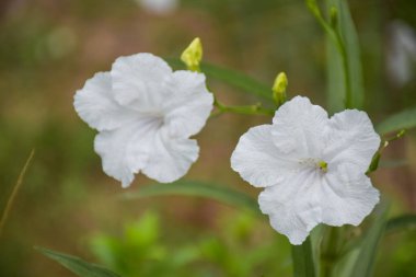 Tayland bahçesinde çiçek açan beyaz çiçekler.