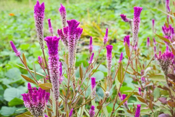 Beautiful Purple Cockscomb Flower Field Thai Garden — Stockfoto