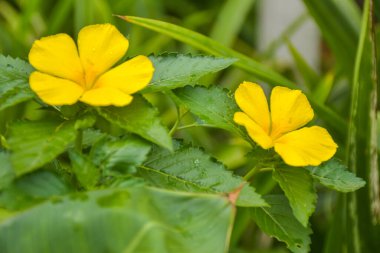  small yellow flower blooming beauty nature in garden in south Thailand