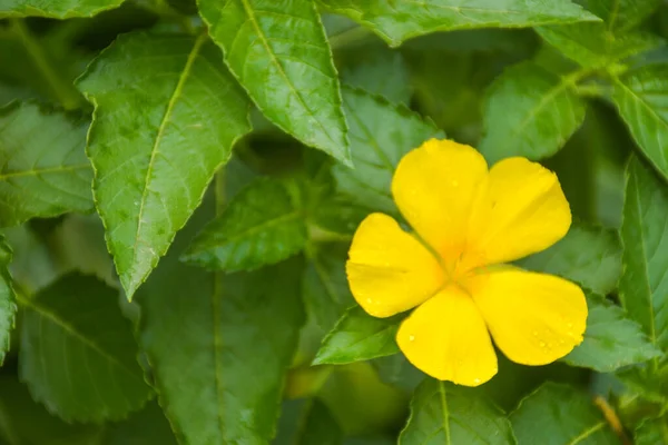 Small Yellow Flower Blooming Beauty Nature Garden South Thailand — стокове фото