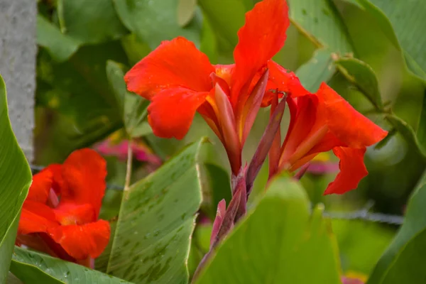 Canna Lily Orange Flower Blooming Beauty Nature Garden — стоковое фото