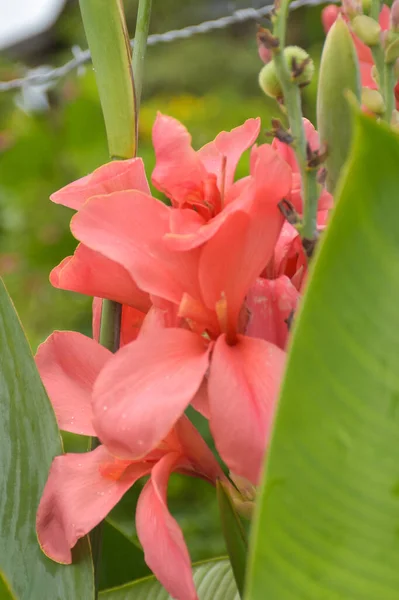 Canna Lily Orange Flower Blooming Beauty Nature Garden — Zdjęcie stockowe