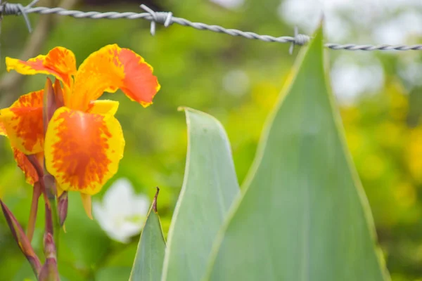 Yellow Orange Canna Flowers Full Bloom Barbed Wire Fences —  Fotos de Stock