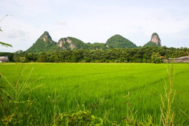 Mountains and green rice fields, in  phatthalung southern Thailand