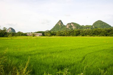 Mountains and green rice fields, in  phatthalung southern Thailand