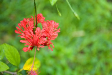 Orange hibiscus flowers and petals are beautiful in the garden