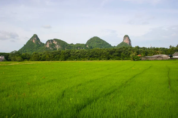 Mountains Green Rice Fields Phatthalung Southern Thailand — Photo