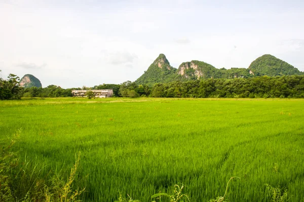 Mountains Green Rice Fields Phatthalung Southern Thailand — стокове фото