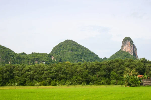 Mountains Green Rice Fields Phatthalung Southern Thailand — стокове фото