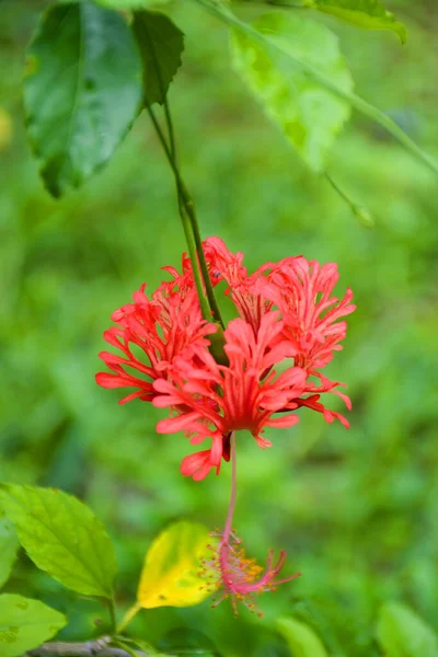 Помаранчеві Квіти Пелюстки Гібіскуса Красиві Саду — стокове фото