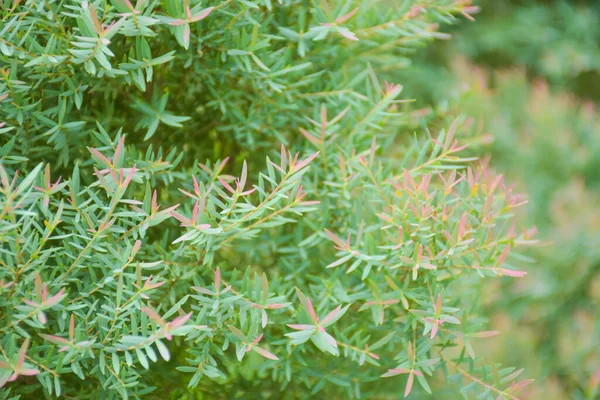 Small Green Pink Leaves Beautiful Thai Park Soft Blur — Zdjęcie stockowe