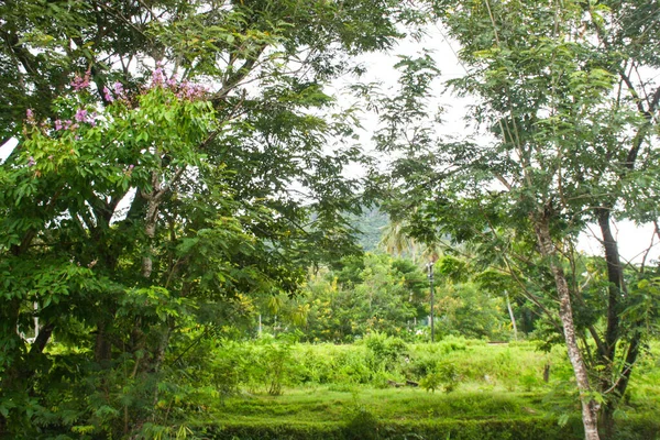 Bukit Bukit Tinggi Dan Taman Taman Kota Phatthalung Selatan Thailand — Stok Foto