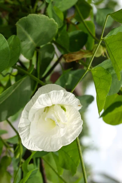 White Clitoria Ternatea Flower Blooming Garden Thai — Stok fotoğraf