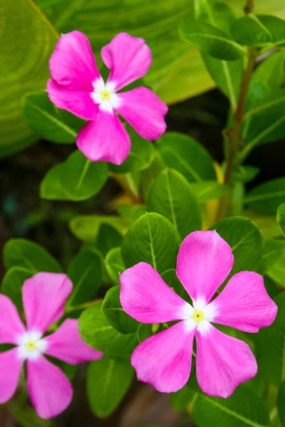 Pink Cayenne Jasmine Flower Blooming Beauty Nature Garden — Stockfoto