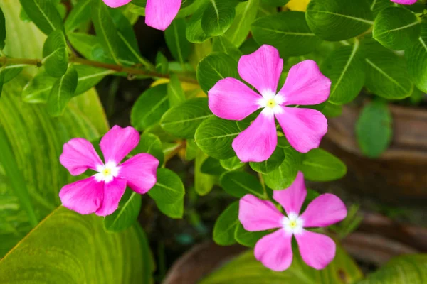 Pink Cayenne Jasmine Flower Blooming Beauty Nature Garden — Stockfoto