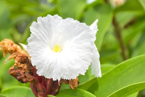 White Flower Blooming Petals Bright Sunlight Beauty Nature — Stok fotoğraf