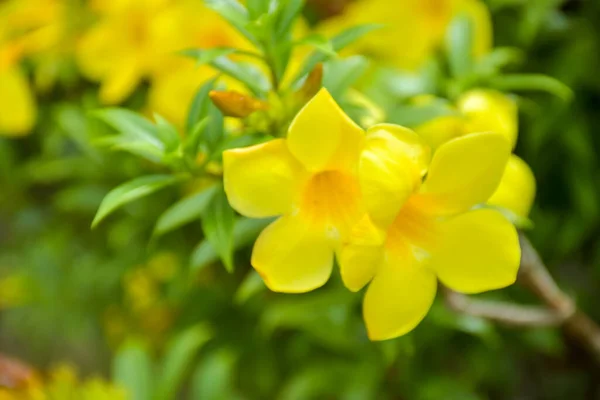 Желтый Алламанда Катхарта Цветок Цветущий Саду Мягкое Размытие — стоковое фото