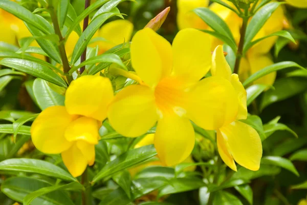 Yellow Allamanda Cathartica Flower Blooming Garden Soft Blur — Stok fotoğraf