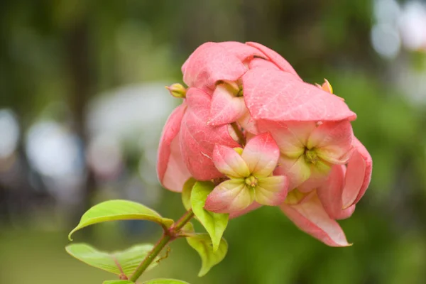 Pink Flower Petals Blooming Beautifully Garden — Stock Photo, Image