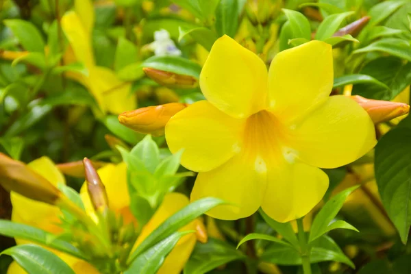 Yellow Allamanda Cathartica Flower Blooming Garden Soft Blur — Stok fotoğraf