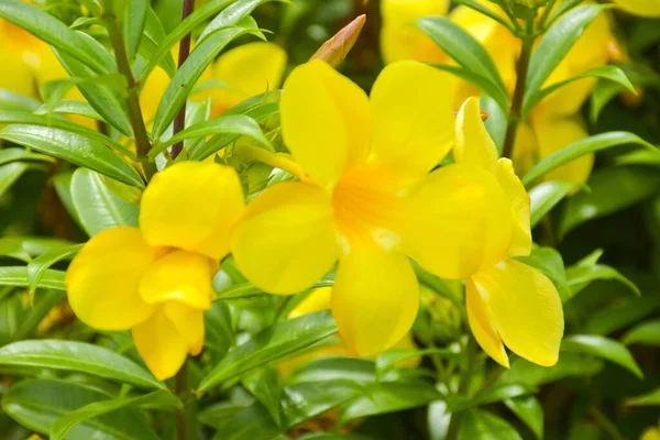 Жовта Квітка Allamanda Cathartica Цвіте Саду Яке Розмиття Ліцензійні Стокові Зображення