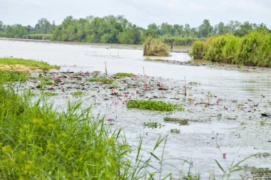  field pink lotus flower blooming petals beauty nature in water