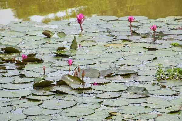 Field Pink Lotus Flower Blooming Petals Beauty Nature Water — Stockfoto