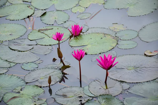  field pink lotus flower blooming petals beauty nature in water