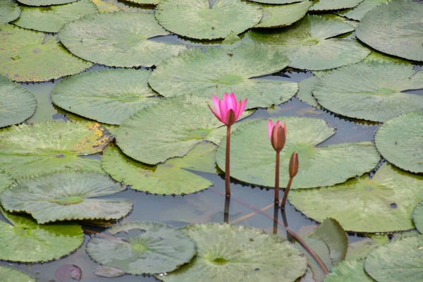 Field Pink Lotus Flower Blooming Petals Beauty Nature Water — Stok Foto