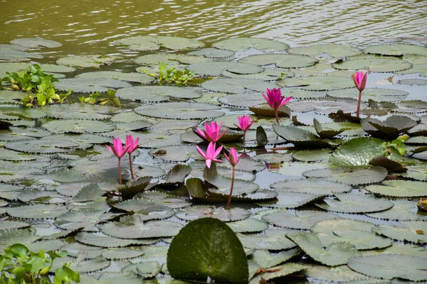 Field Pink Lotus Flower Blooming Petals Beauty Nature Water — Stockfoto