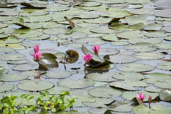 Field Pink Lotus Flower Blooming Petals Beauty Nature Water — Stok Foto
