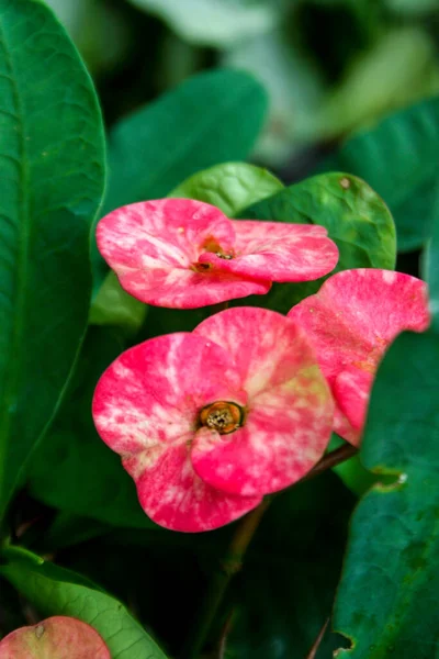 Euphorbia Milii Pink Blooming Beauty Nature Thailand Garden — Stockfoto