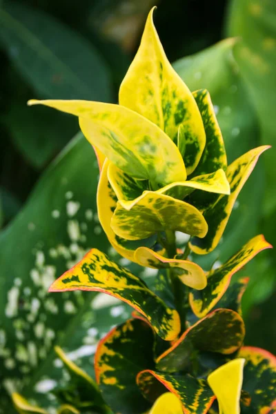 Yellow Leaves Codiaeum Variegatum Beauty Nature — Zdjęcie stockowe