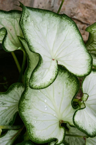 white leaves Auspicious plants decorate the garden and fortune