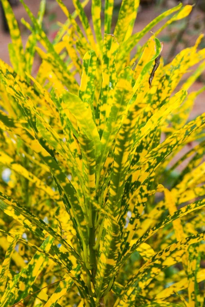 Жовте Листя Кодиаеумне Листя Краси Природа Ліцензійні Стокові Фото