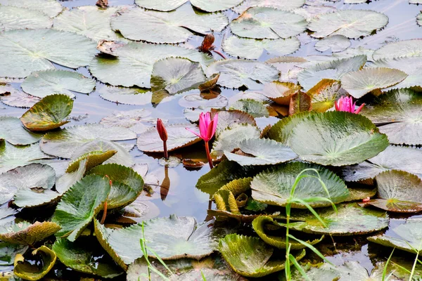 Blooming Lotus Flowers Leaves Beauty Nature Lake Phatthalung — Stock Photo, Image