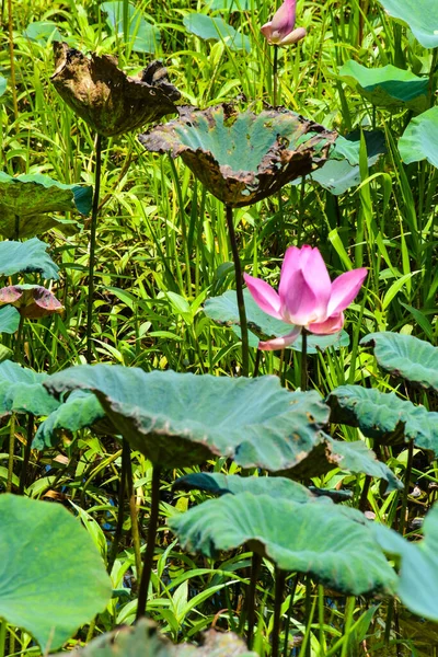 Pink Lotus Fields Full Bloom Beautiful Flowers Petals Leaves — Stok Foto