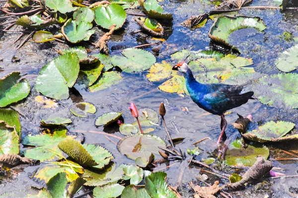 Bird Lotus Leaf Lake Phatthalung South Thailand — Fotografia de Stock