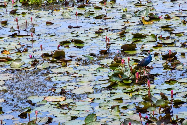 Птица Озеро Phatthalung Полевой Лотос — стоковое фото