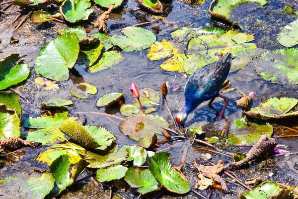 Птах Озеро Фатулангу Польовому Лотосі Стокове Фото
