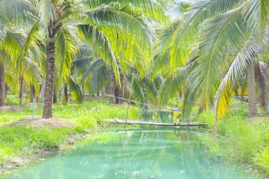 The blue water surface is surrounded by coconut groves in southern Thailand.