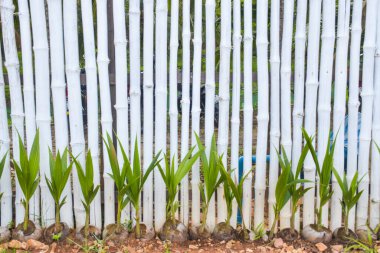  Wall decoration with bamboo painted white as a background