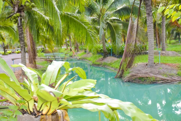 Blue Water Surface Surrounded Coconut Groves Southern Thailand — Stok fotoğraf